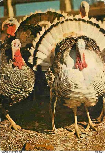 Carte postale animaux - animaux,