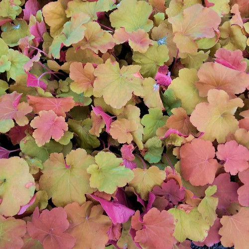 Heuchera villosa caramel - villosa, 'caramel'
