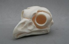 Taxidermie.Reconstitution crâne de hibou  grand duc (Vente légale)