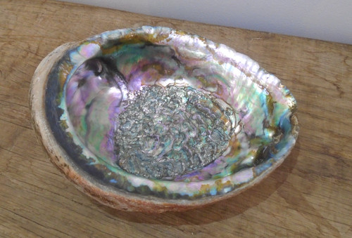 Coquille coquillage ormeau