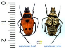Ketoniidae - STENOTARSIA DISCOIDALIS - Entomologies. insect 1585Sa