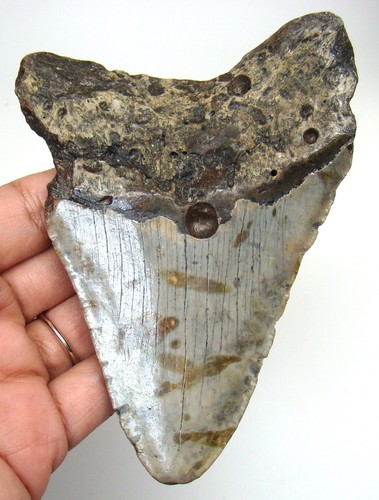 Megalodon shark tooth real - megalodon,