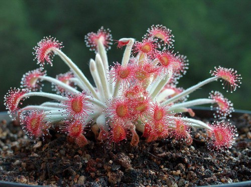 Drosera ordensis 10 graines - ordensis,