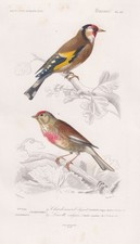 Carduelis Chardonneret Linaria