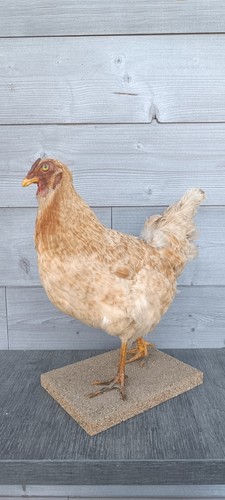Poule naturalisée