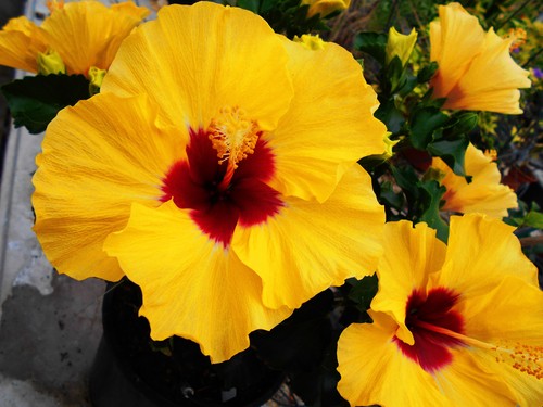 Hibiscus borea yellow - hibiscus, borea's