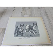 Bulldog french boston terrier