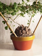Dioscorea Elephantipes/Pot -