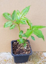 Zanthoxylum piperitum (semis) / Poivrier du Sichuan / Godet