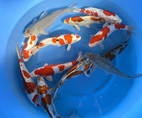 Imported koi fish 15 - imported, 14-15"