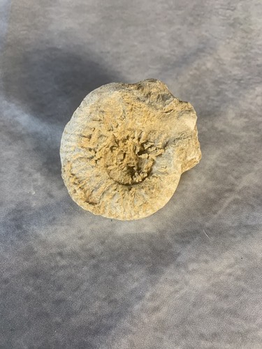 Bloc fossilifère jurassique - ,
