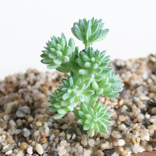 Jardin plantes succulentes - plantes,