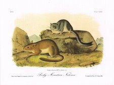 Rocky Mountain Neotoma Bushy Tailed Woodrat Animal Picture 1989 Audubon AQ#102