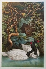 Cygne à cou noir , oiseaux 