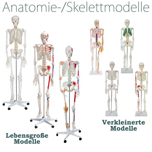 Squelette humain anatomie - squelette,
