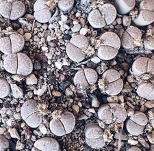 Lithops amicorum C410 (75 km SE Aus, Namibia) | Living stones - Pierres vivantes