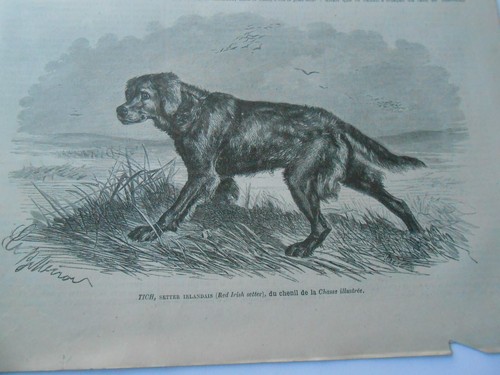 Gravure 1879 tich setter - gravure,