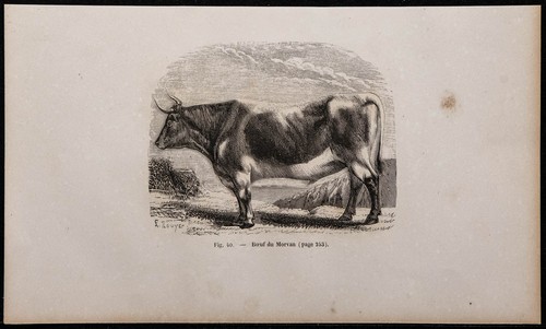 1860 boeuf morvan - -,