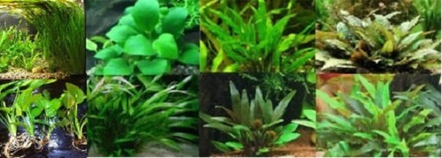 Lot plantes racines - lot, a