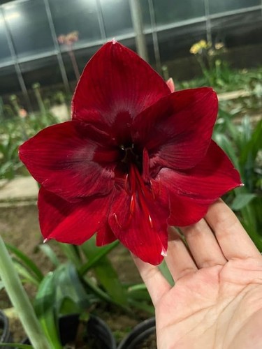 Imported amaryllis lily dark - amaryllis,
