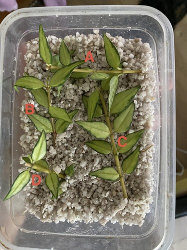 Hoya bella lida - buis, c
