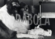 Photo de presse vintage Regno