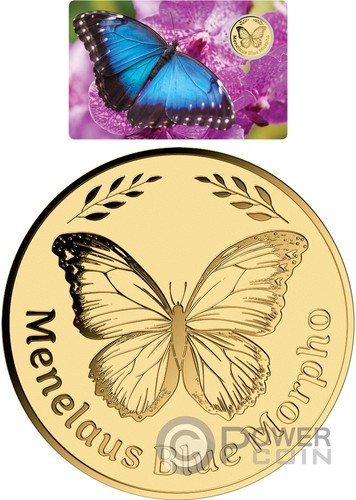 Menelaus blue morpho - blue,