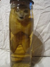 taxidermie foetus Loch Ness formol taxidermy monster nessi cabinet de curiosité 