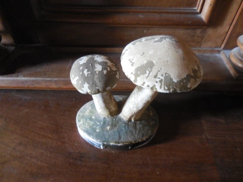 Champignons deyrolle pharmacie - champignons,