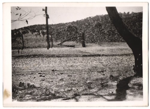 Photographie sauterelles 1940