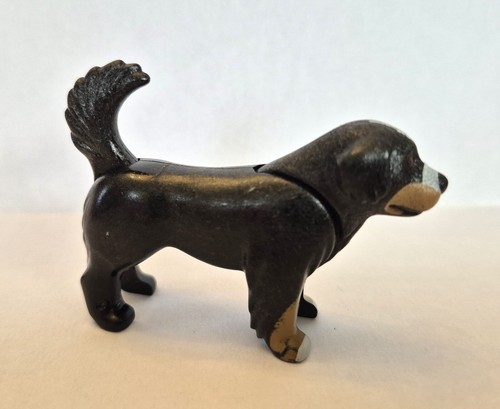 Chiens bouvier bernois - chiens,