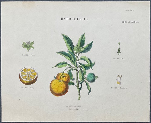 Herbier oranger gravure - oranger,