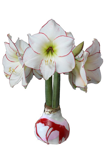 Picasso waxed amaryllis - waxed, bulb