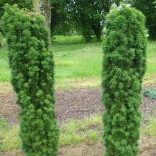 Taxus baccata 'Fastigiata