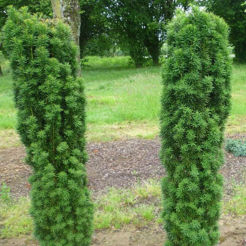 Taxus baccata fastigiata - baccata, 'fastigiata