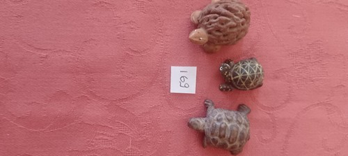 Très belles petites - , tortues