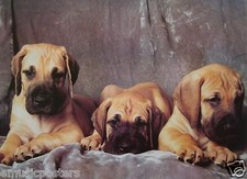 PUPPIES POSTER:3 CUTE HOUND