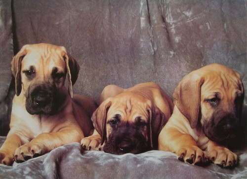Puppies poster cute - cute, hound