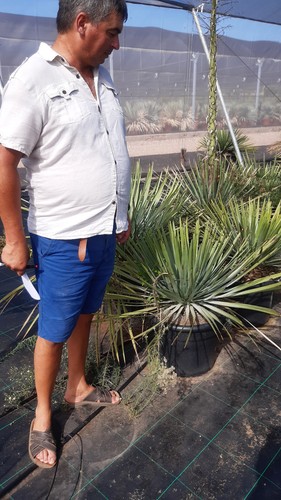 Tres rare yucca whipplei - tres, :