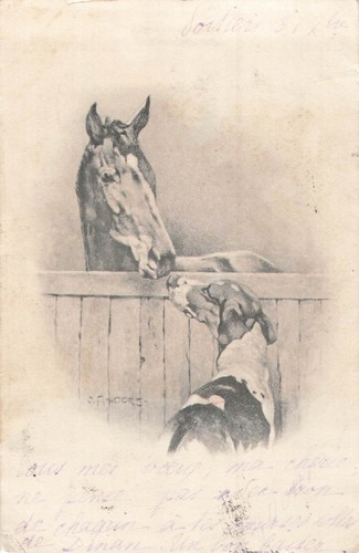 Illustree signee chien - cp,