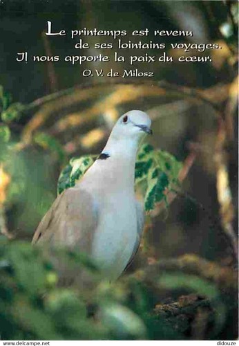 Carte postale animaux - carte,
