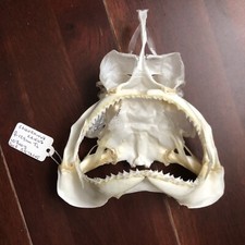 MACHOIRE DE REQUIN CRANE