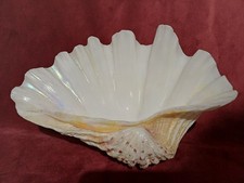 COQUILLAGE BENITIER 22.5 cm très bon état