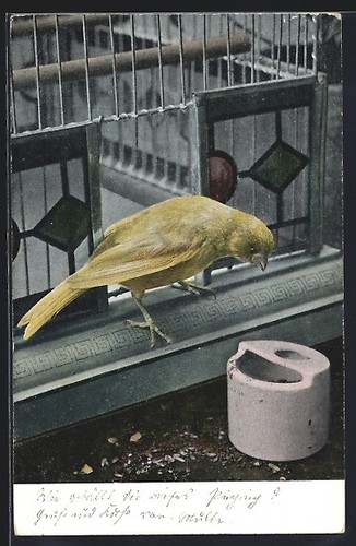 Carte postale canari - , à