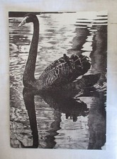 ANCIEN POSTER VINTAGE CYGNE