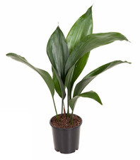 Plante d'intérieur ombre