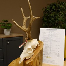 Poids Actuel Du Bois De Cerf