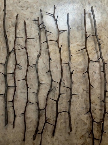 Wild hawthorn branches - 9,