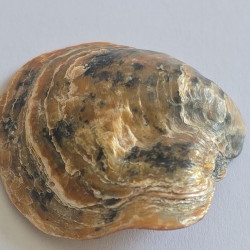 Sea shells - sea,