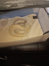 Albino Python